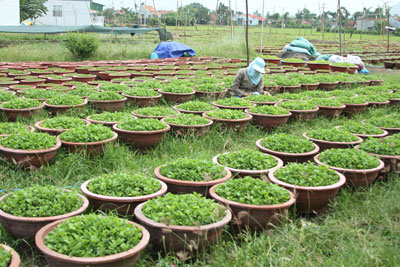 Đang vào mùa vụ, người trồng hoa tranh thủ lặt lá, ngắt nhánh. Ảnh:  PHÚC HIẾU