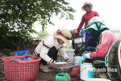 Điểm thu mua dời biển, sò giá của bà Lê Thị Yến.