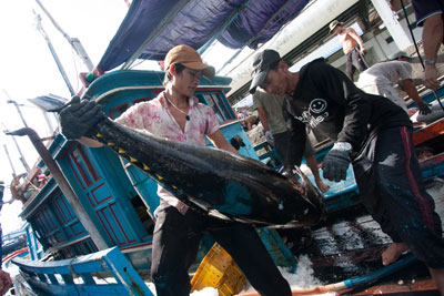 Cá ngừ xuất khẩu sang Mỹ: Lao đao vì nhiễm vi sinh