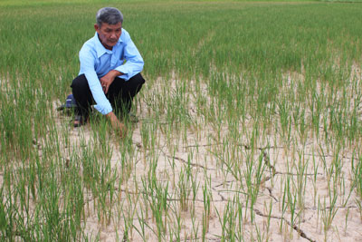 Vụ Đông Xuân 2014 - 2015: Chủ động ứng phó với hạn hán