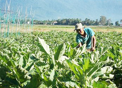 Nhờ nguồn vốn vay ưu đãi, nhiều hộ cận nghèo ở Vạn Ninh có điều kiện vươn lên thoát nghèo bền vững.