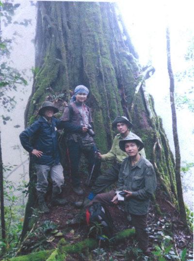 Còn 114 cá thể thông lá dẹt và pơ mu