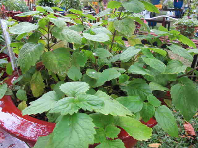 Chữa cảm cúm, nhức đầu, mệt mỏi với hoắc hương