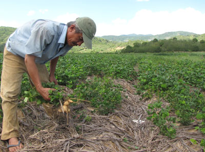Cam Lâm: Mùa sắn nước... đìu hiu