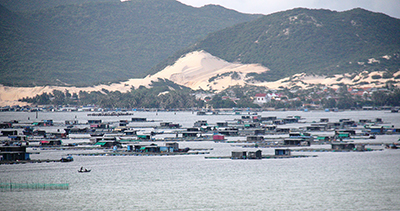 Nỗi buồn trên những bè tôm