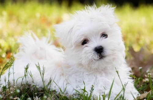 Chăm sóc một con thú cưng cũng là cách làm giàu cảm xúc. Ảnh: Shutterstock.