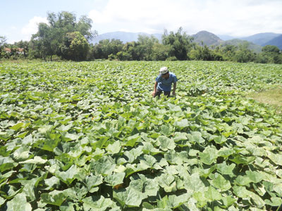 Vùng chuyên canh bí hồ lô của xã rộng hơn 30ha.