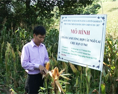 Kiểm tra chất lượng giống bắp lai tại xã Ba Cụm Bắc.