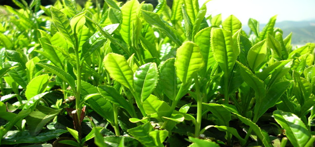 4 loại trà thảo mộc nên uống hàng ngày