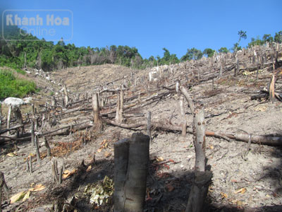 Nhiều diện tích cây rừng bi đốn hạ .