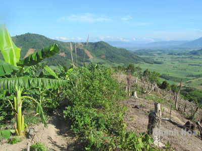 Một bên là rẫy chuối xanh tốt, một bên là rừng bị phá trơ trọi.