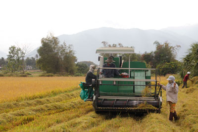 Nông dân huyện Vạn Ninh thu hoạch lúa Hè Thu 2014. 