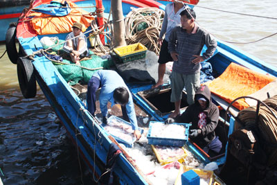 Chất lượng hải sản sau thu hoạch: Nút thắt ở khâu bảo quản