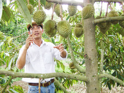 Anh Cao Văn Sang chăm sóc vườn sầu riêng. Ảnh: QUANG VIÊN