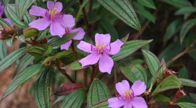 Một số cây thuốc giải độc