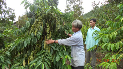 Ông Cao Xuân Đảm (bên trái) đang hướng dẫn bà con chăm sóc cà phê.