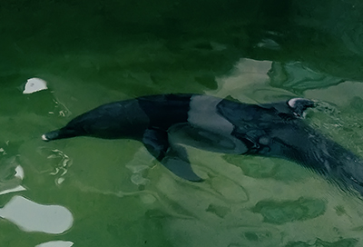 Con cá heo đang được chăm sóc tại Viện Hải Dương học Nha Trang