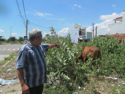 Vùng ven Nha Trang: Khổ vì … bò thả rông
