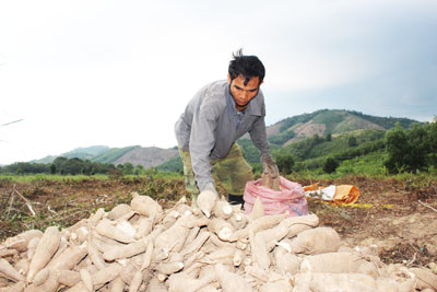 Khánh Vĩnh: Lại một vụ mì thất bát