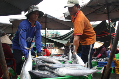 Khai thác cá ngừ sọc dưa: Niềm vui chưa trọn