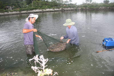 Người nuôi tôm xã Ninh Phú vớt vát những gì còn lại sau 1 năm nuôi tôm thất bại.