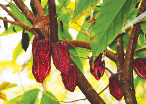 Ca cao giúp phục hồi trí nhớ