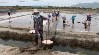 Dù thu nhập thấp, các xã viên Hợp tác xã Sản xuất muối Cam Nghĩa vẫn bám trụ với nghề.