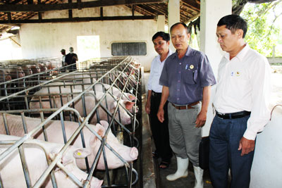 Cựu chiến binh tham gia xây dựng nông thôn mới