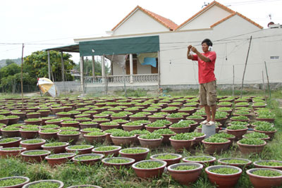 Các hộ dân trồng hoa ở phường Ninh Giang phấn khởi vì có giống cây tốt, thời tiết thuận lợi, cây hoa đang phát triển tốt.