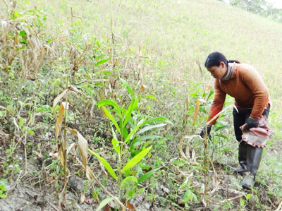 Khó khăn do mất mùa