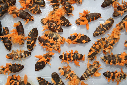 Đông trùng hạ thảo được nuôi cấy trên ký chủ nhộng tằm