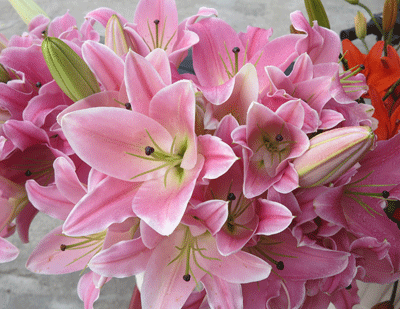 Người thầy đầu tiên