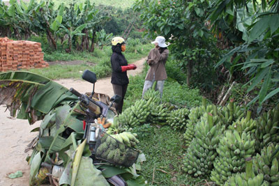 Thu mua nông sản cho đồng bào dân tộc thiểu số
