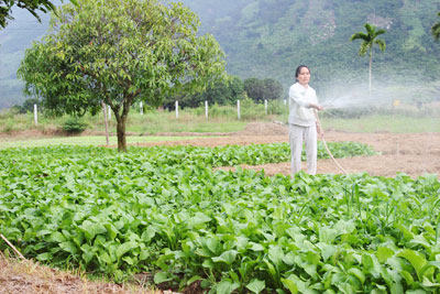 Những vùng nông thôn của TP. Nha Trang và huyện Diên Khánh sẽ quy hoạch sản xuất rau sạch phục vụ du lịch.