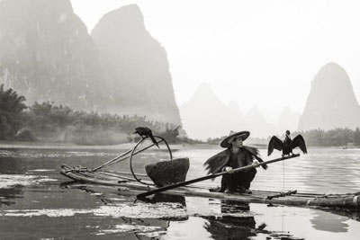 Bức ảnh “Bắt cá bằng chim cốc”.