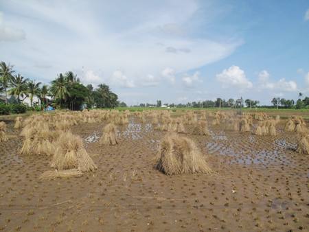 Xây dựng &quot;Làng ứng phó thông minh với biến đổi khí hậu&quot;