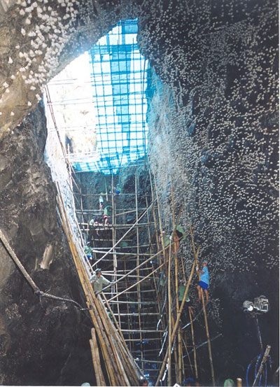 Cả nước có khoảng 237 hang yến