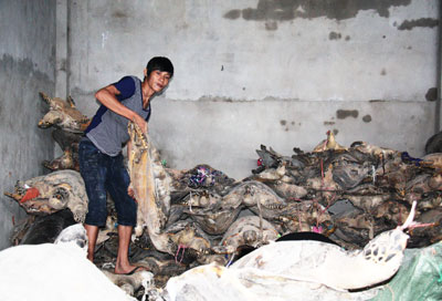 Một góc kho chứa rùa biển khô ở Phước Đồng.