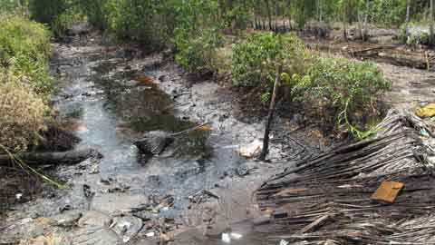 Đề nghị nâng cao mức phạt hành vi phá hoại môi trường