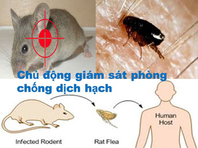 Đường lây bệnh dịch hạch. (Ảnh: Cục Y tế dự phòng)