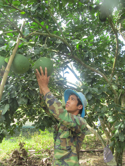 Chương trình hỗ trợ giống cây ăn quả đang phát huy tác dụng.