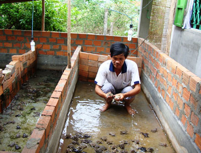 Ông Cuộc áp dụng những kiến thức đã học vào nuôi ếch, đem lại thu nhập ổn định.