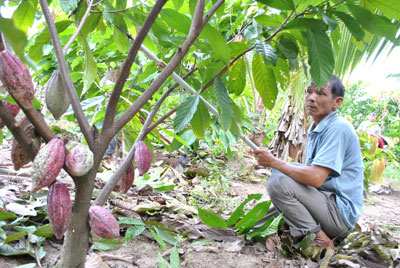 Cây ca cao của gia đình ông Lê Công Hậu đã cho trái.
