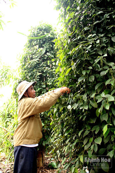 Những cây đại thụ của buôn làng