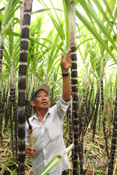 Già làng Cao Văn Xiếng chăm sóc ruộng mía tím của gia đình.