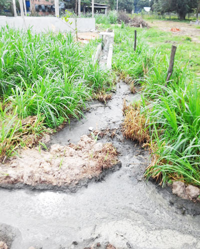 Vẫn chưa có biện pháp khắc phục