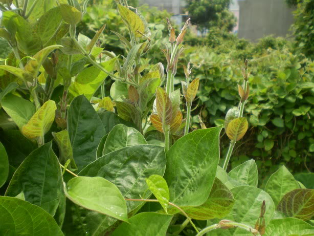 5 bài thuốc dân gian chữa bệnh tuyệt vời từ lá mơ