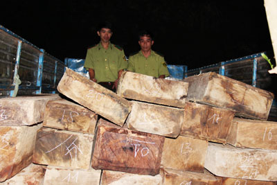 Lực lượng Kiểm lâm đưa số gỗ lậu về xử lý.