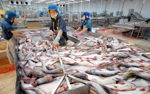 Xuất khẩu cá tra sang Mỹ giảm, giá tăng