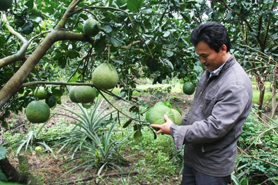 Đảng viên đi đầu trong phát triển sản xuất